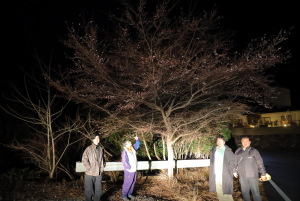 湯ノ口温泉帰りの、寒桜3分咲きです。（往復61.6㎞）